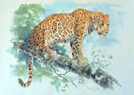 Leopard by Pat