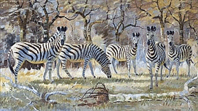 Zebras by Paul
