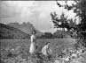 Princesses_Cape_Vineyard_1947